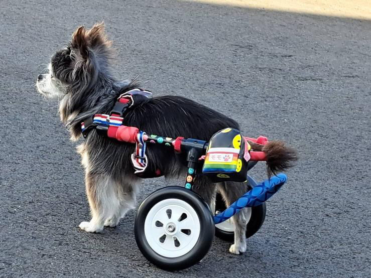 カラフルカートに乗って散歩する犬4
