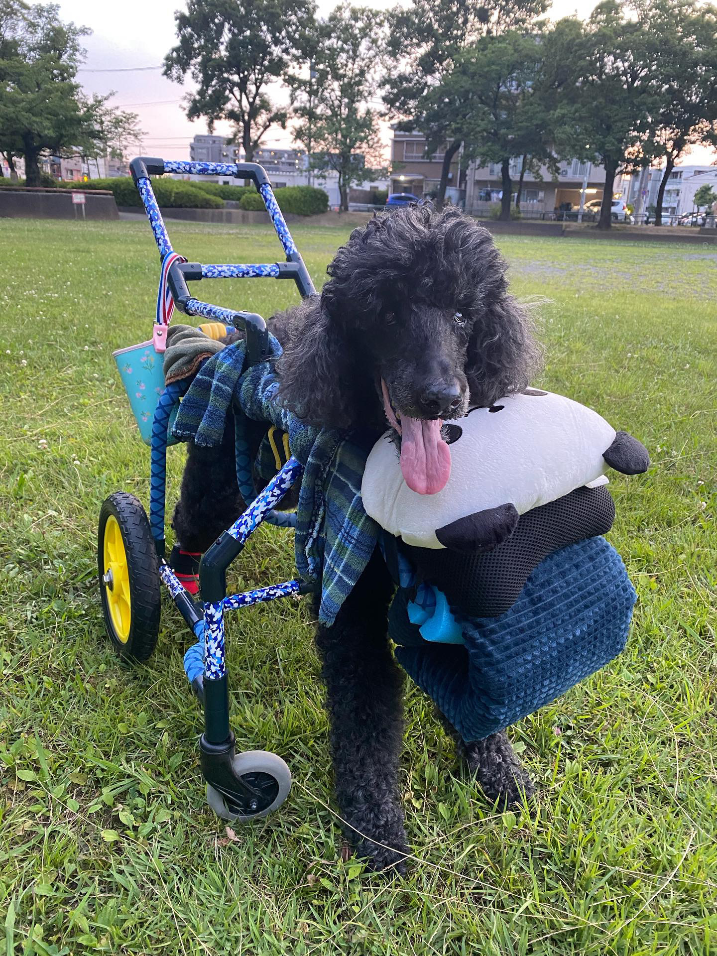 カラフルカートに乗って散歩する犬5