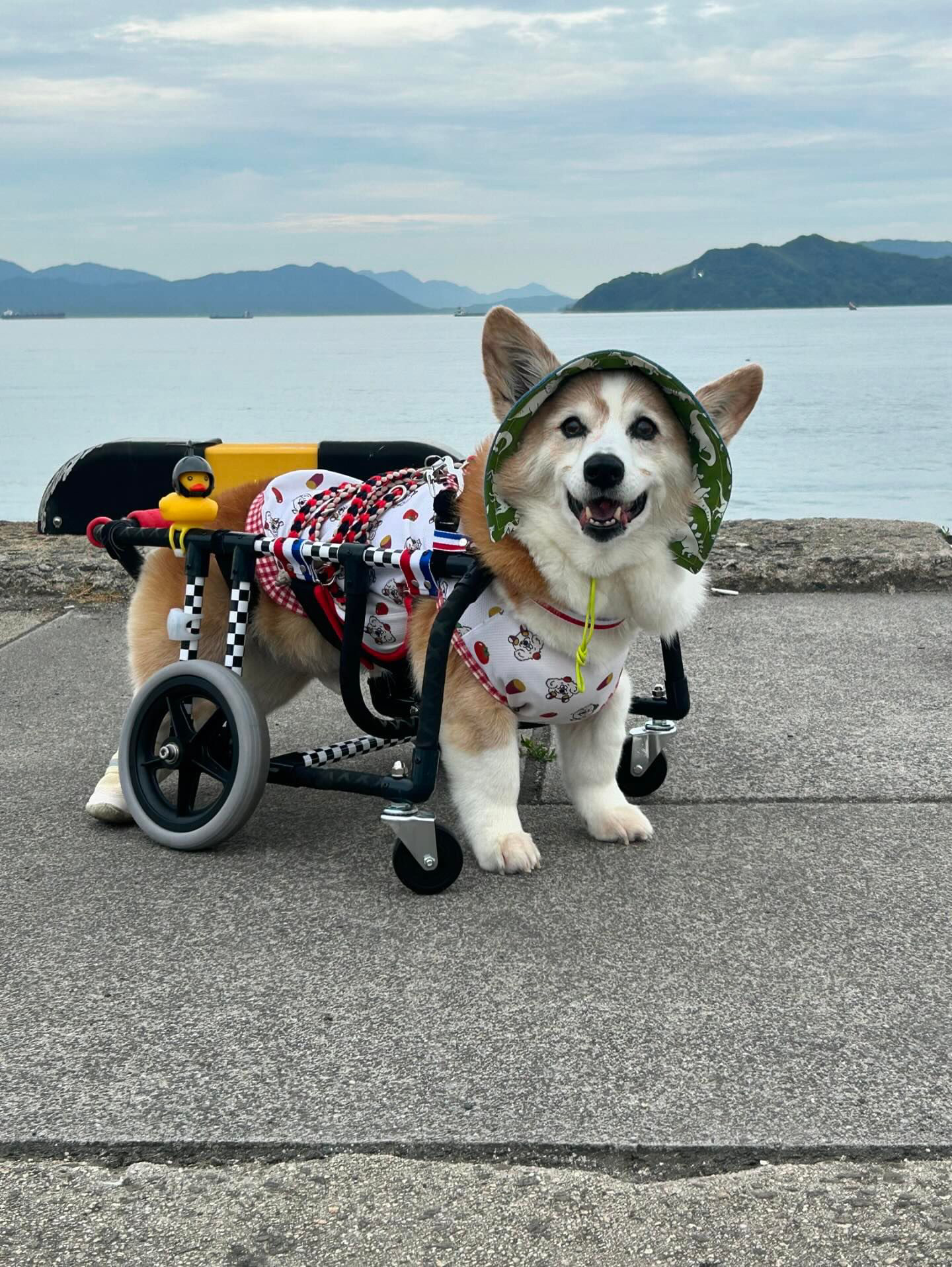カラフルカートに乗って散歩する犬1
