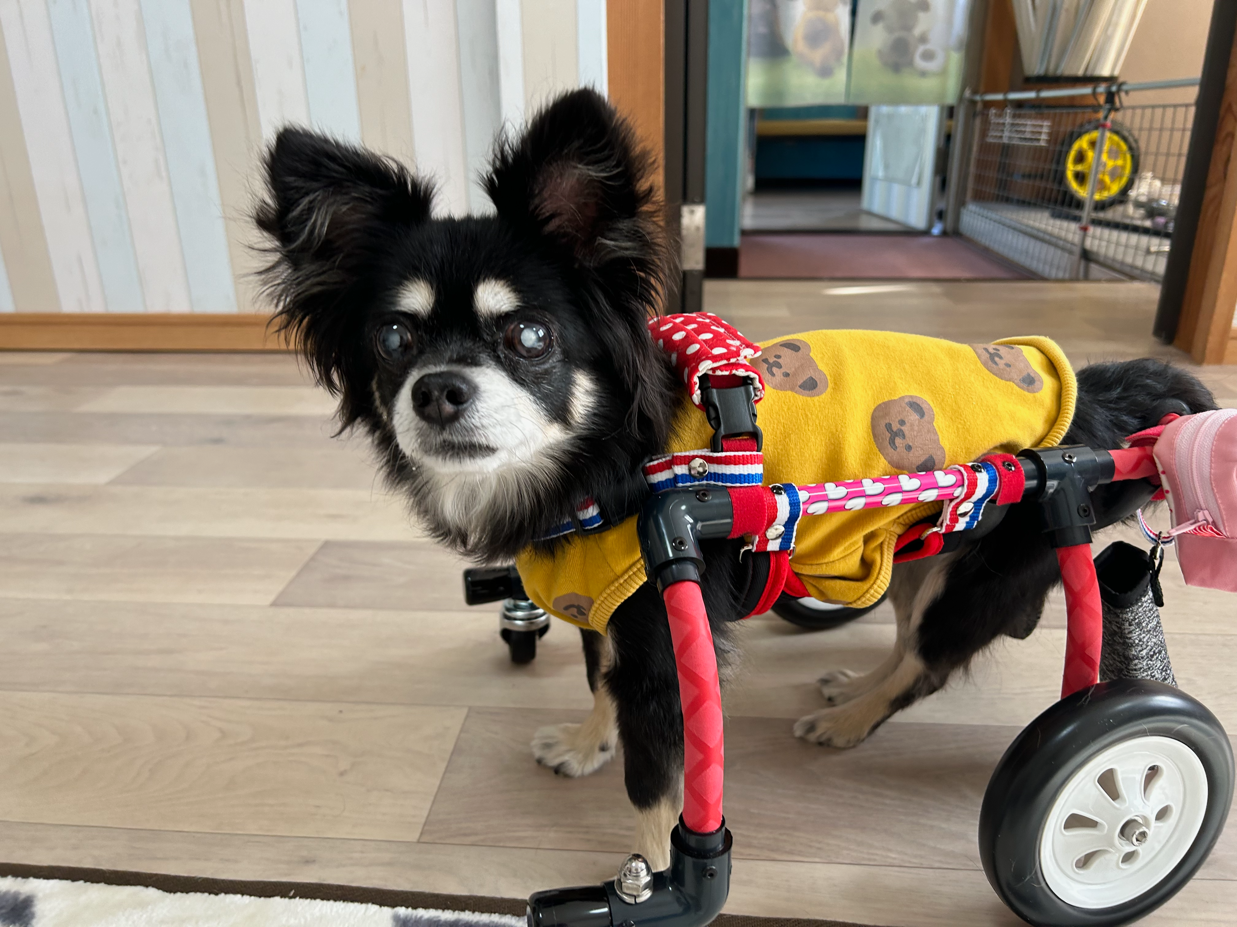 カラフルカートに乗って散歩する犬2