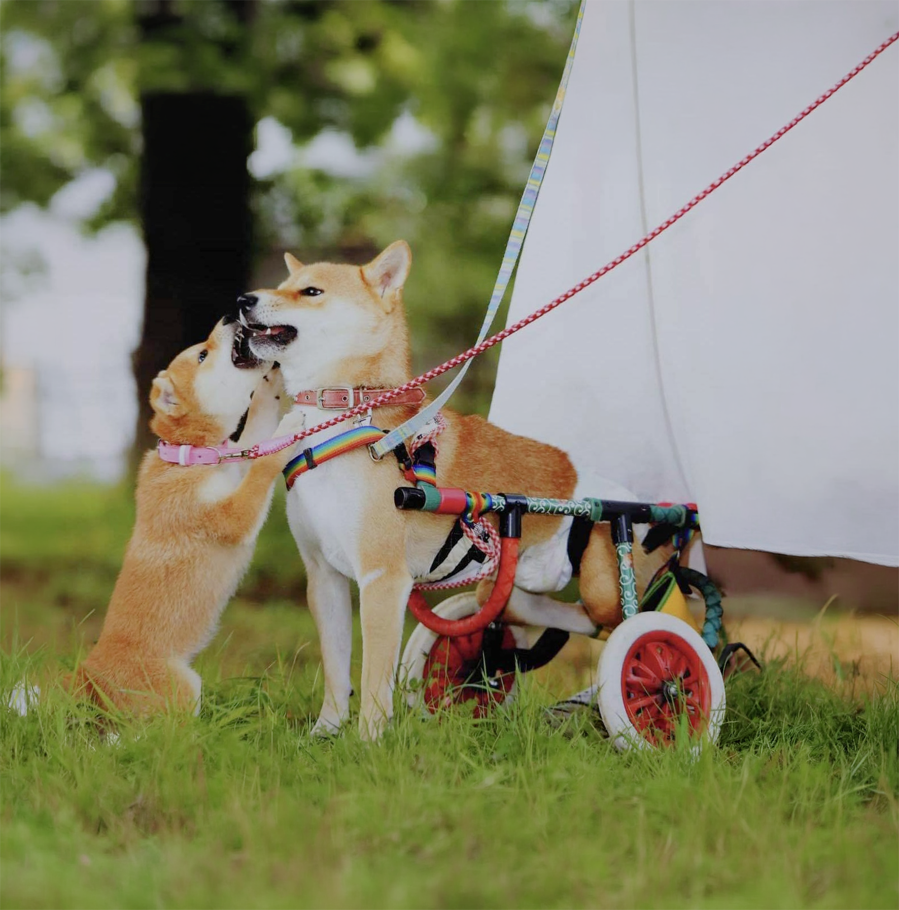 カラフルカートに乗って散歩する犬3